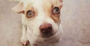 Viciado em drogas, cachorro é resgatado e ganha nova casa