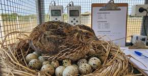 Envelhecem mais rápido, morrem mais cedo: Bons pais pássaros sacrificam anos de vida por seus filhotes