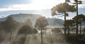 Foto: (Global_Pics/iStock)