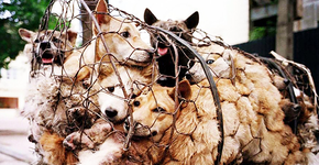 Foto: (Imagem sem texto alternativo disponivel ID [1099043])