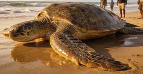 Foto: (Imagem sem texto alternativo disponivel ID [2708430])