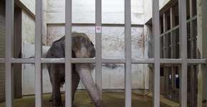 Elefantes estão enlouquecendo por causa da solidão em zoos