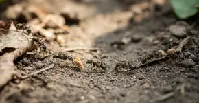 Foto: (Imagem sem texto alternativo disponivel ID [2705232])