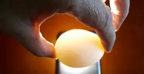 Você só precisa do seu celular para saber se o ovo está podre