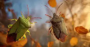 Percevejo marrom que invade sua casa no outono veio da Ásia e ataca 170 tipos de plantas