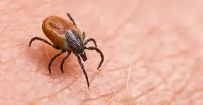 Foto: (Ladislav Kubeš/istock)