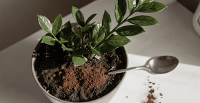 Foto: (Imagem sem texto alternativo disponivel ID [2738649])