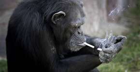 Chimpanzé chega a fumar um maço por dia em zoo na Coreia do Norte