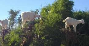 Foto: (Imagem sem texto alternativo disponivel ID [1107877])