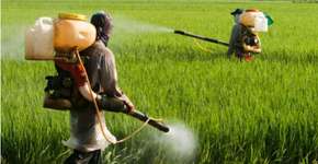 Herbicida causará autismo em 50% das crianças até 2025, diz cientista