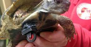 Foto: (Imagem sem texto alternativo disponivel ID [581837])