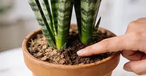 Foto: (Imagem sem texto alternativo disponivel ID [2701640])