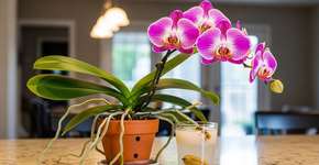 Foto: (Imagem sem texto alternativo disponivel ID [2745340])