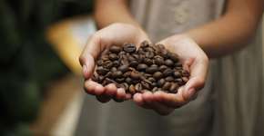 Café tem queda histórica no preço