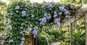 A trepadeira que pode cobrir um muro inteiro e florescer por mais de 90 dias seguidos transformando qualquer cerca num espetáculo visual