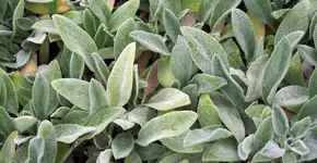 Foto: (Imagem sem texto alternativo disponivel ID [2729272])