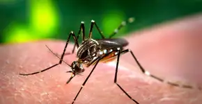 Tire dúvidas sobre Febre Chikungunya, doença parecida com a Dengue