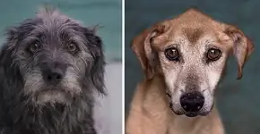 Fotógrafo clica a beleza de cães idosos