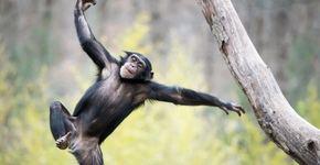 Bruno Covas sanciona lei que proíbe novos zoológicos em São Paulo