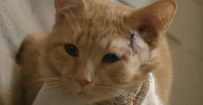 Gato leva tiro e acaba salvando a vida de criança de três anos