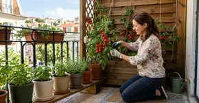 Cultivo de plantas em varandas: os tomates também podem ser cultivados em varandas com painéis de madeira