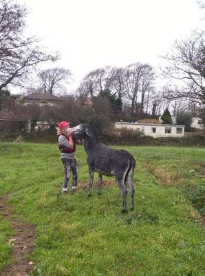 O burro deve voltar para seu dono em breve (Reprodução/Facebook)