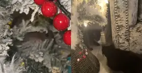 Surpresa de Natal: Mulher percebe ‘olhos’ em pinheiro e tem revelação aterrorizante