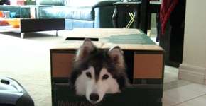 Cachorra acha que é uma gata, depois de ser criadas por felinos