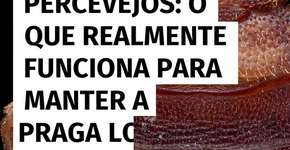Percevejos: o que realmente funciona para manter a praga longe