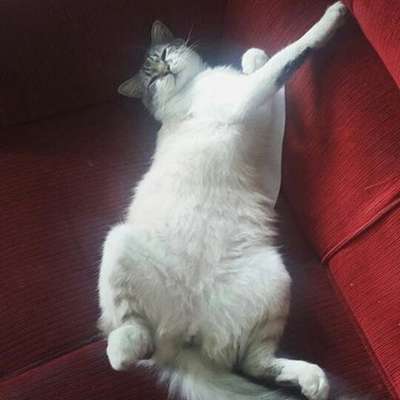 Veja alguns dos cães e gatos que já estão participando do #MostreABarriguinha!