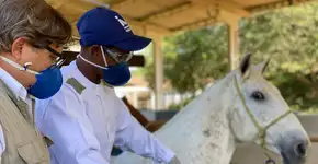 Plasma de cavalos dá origem a soro superpotente contra coronavírus