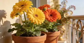 Foto: (Imagem sem texto alternativo disponivel ID [2676050])