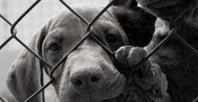 Foto: (Imagem sem texto alternativo disponivel ID [1862244])