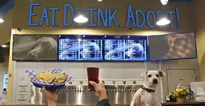 Bar oferece drinks, petiscos e cães para serem adotados nos EUA
