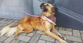 Foto: (Imagem sem texto alternativo disponivel ID [1835458])