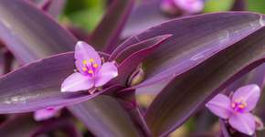 Foto: (Imagem sem texto alternativo disponivel ID [2745320])