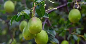 Umbu: 5 benefícios para saúde óssea e energia