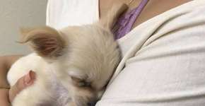 Cachorro é abandonado por culpa de um relacionamento abusivo