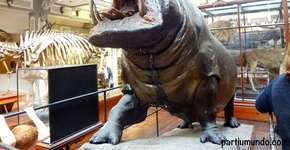 Foto: (Imagem sem texto alternativo disponivel ID [1394226])