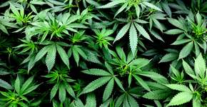 Foto: (skodonnell/istock)