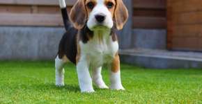 Suíça proíbe venda de cosméticos testados em animais