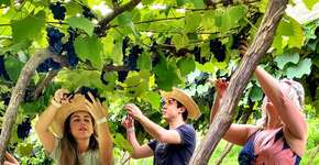 Festa da colheita da uva anima São Roque (SP); veja datas