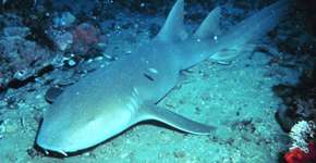 Foto: (Imagem sem texto alternativo disponivel ID [1833544])