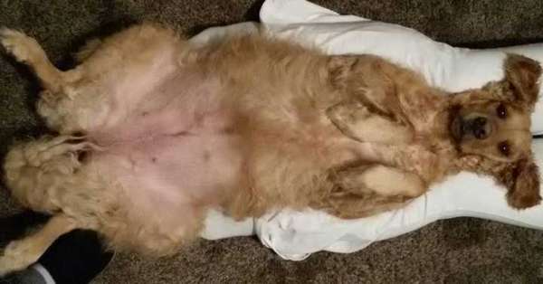 Veja alguns dos cães e gatos que já estão participando do #MostreABarriguinha!