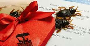 Zoo faz ação de adoção de baratas para mulheres doarem a ex-namorados