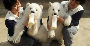 Confira nossa galeria de animais gêmeos