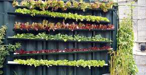 Guia da horta urbana: como começar hoje a plantar dentro ou fora de casa