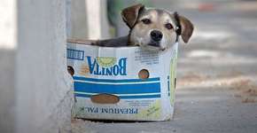 Foto: (Imagem sem texto alternativo disponivel ID [1135888])