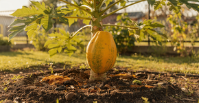 Foto: (Imagem sem texto alternativo disponivel ID [2734216])