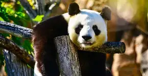 Panda gigante sai da lista de animais ameaçados de extinção